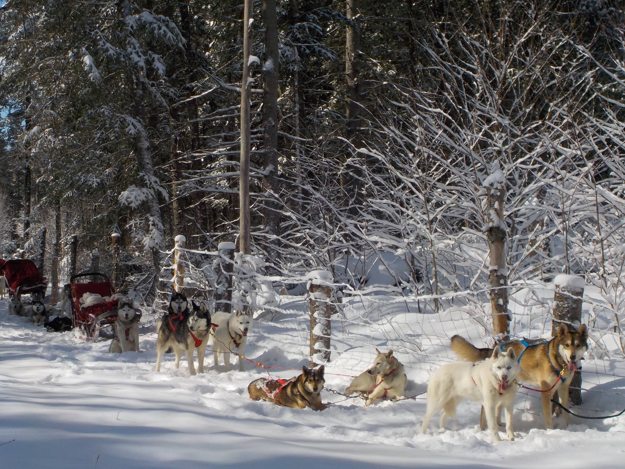 Alaskan Aventure dog-sledding experience during its years at Fort Ouest